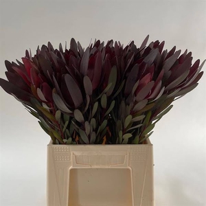 Leucadendron Safari Xandybel