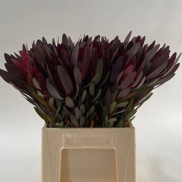 <h4>Leucadendron Safari Xandybel</h4>