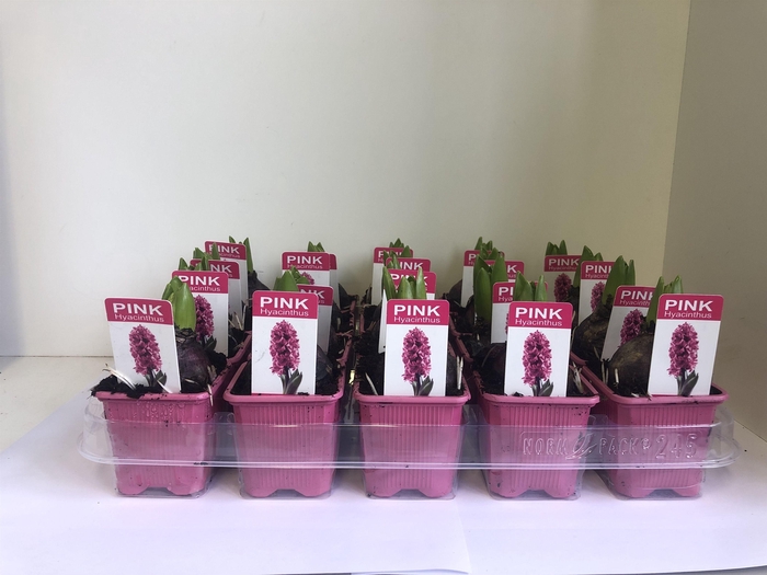 <h4>Hyacint Pink Pearl met etiket</h4>