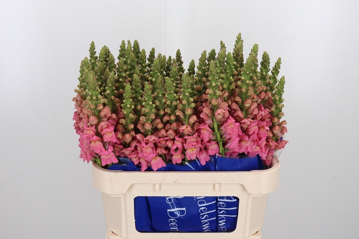 <h4>Antir Antibes Pink</h4>