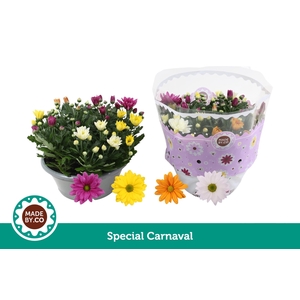 Chrysant Carnaval 23 cm