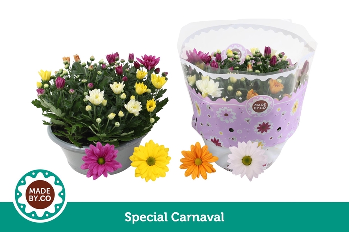 <h4>Chrysant Carnaval 23 cm</h4>