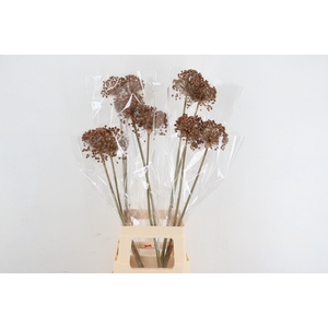 DF Allium Paint Salmon