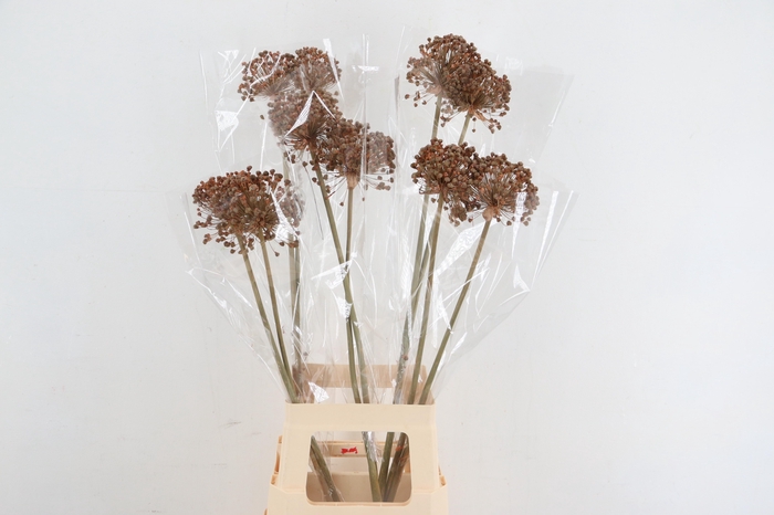 <h4>DF Allium Paint Salmon</h4>