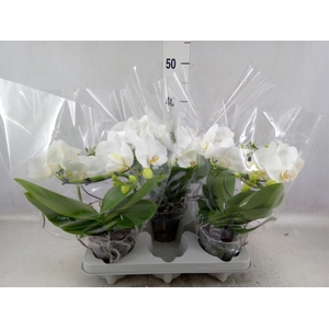 Phalaenopsis   ...white