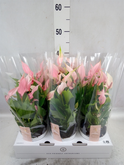 Anthurium andr. 'Lilli'