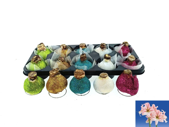 <h4>BLOEMBOL HIPPEASTRUM</h4>