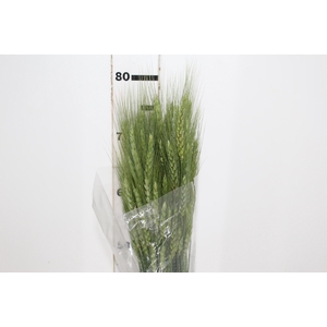 FOLHAGEM TRIGO VERDE