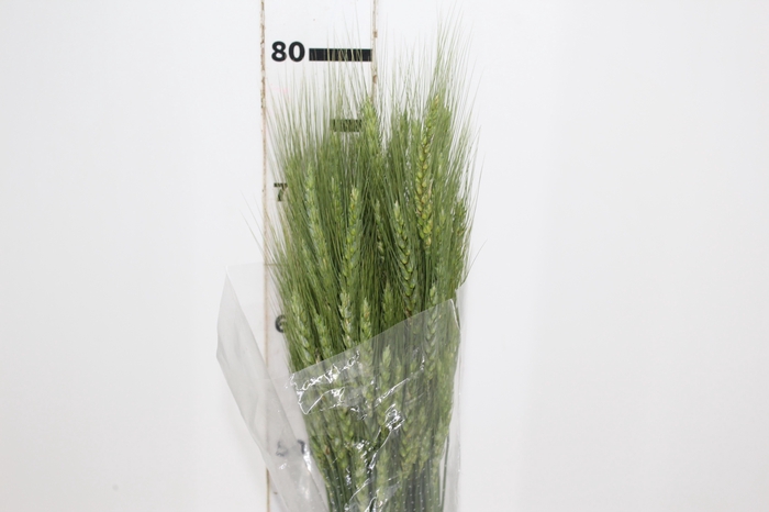 <h4>FOLHAGEM TRIGO VERDE</h4>
