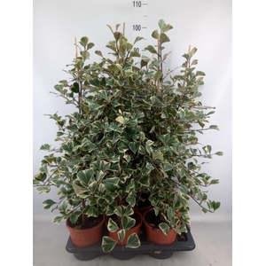 Ficus triangularis 'Sweetheart'