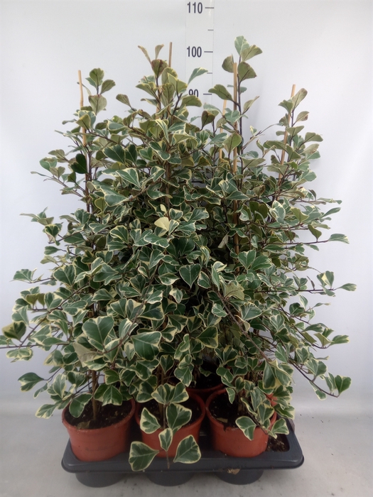 <h4>Ficus triangularis 'Sweetheart'</h4>