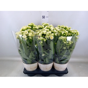 Kalanchoe  'Sunny White'