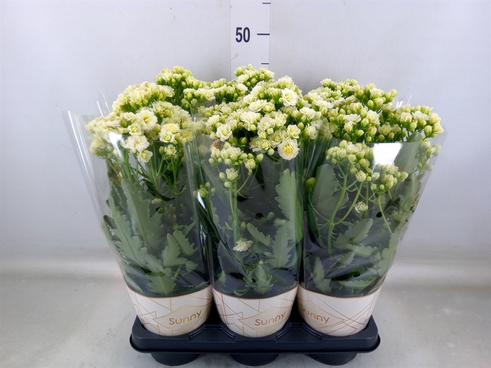 <h4>Kalanchoe  'Sunny White'</h4>