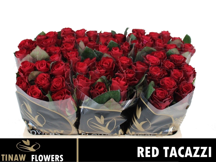 <h4>R GR RED TACAZZI+</h4>