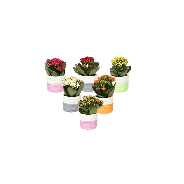 <h4>KP-830.1 - Kalanchoe Rosalina 6cm in trendy keramiek mandlook</h4>