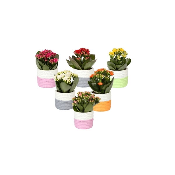 <h4>KP-830.1 - Kalanchoe Rosalina 6cm in trendy keramiek mandlook</h4>