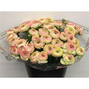 Ran Su Sr Felicidade White Pink Super