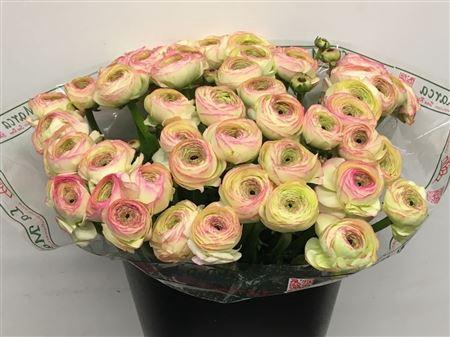 <h4>Ran Su Sr Felicidade White Pink Super</h4>