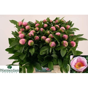PAEONIA SOFT SALMON SAUCER