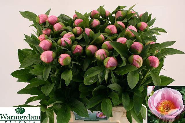 <h4>PAEONIA SOFT SALMON SAUCER</h4>