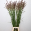 Calamagrostis Brachy