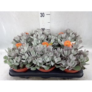 Kalanchoe NF pumila