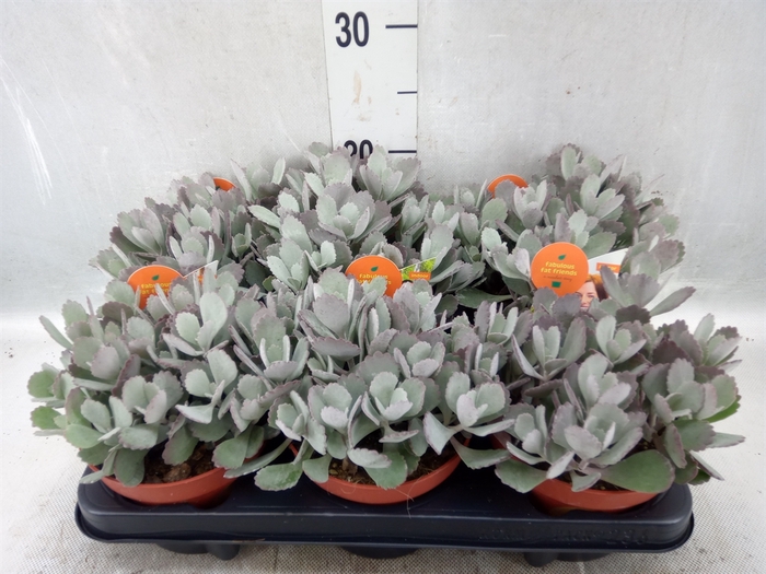 <h4>Kalanchoe NF pumila</h4>