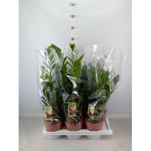 Zamioculcas zamiifolia