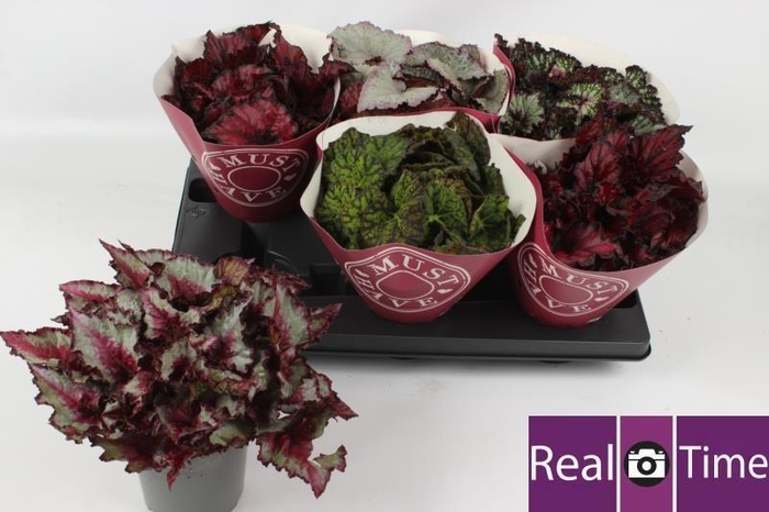 <h4>BEG BEL GEM</h4>