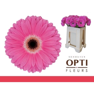 Gerbera Dreamer Water