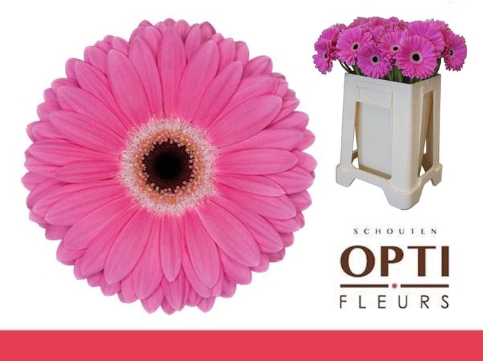 <h4>Gerbera Dreamer Water</h4>