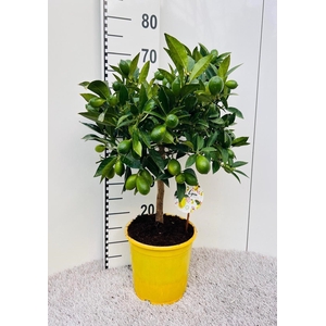 Citrofortunella floridana