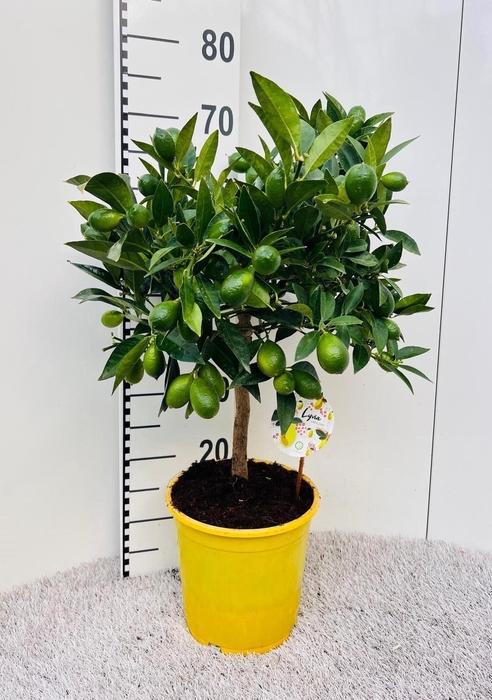 <h4>Citrofortunella floridana</h4>