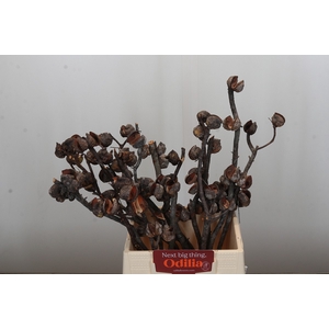 Kaaps Groen Hakea Sericea