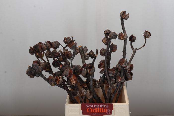 <h4>Kaaps Groen Hakea Sericea</h4>