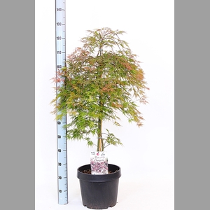 ACER OV