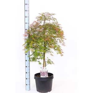 ACER OV