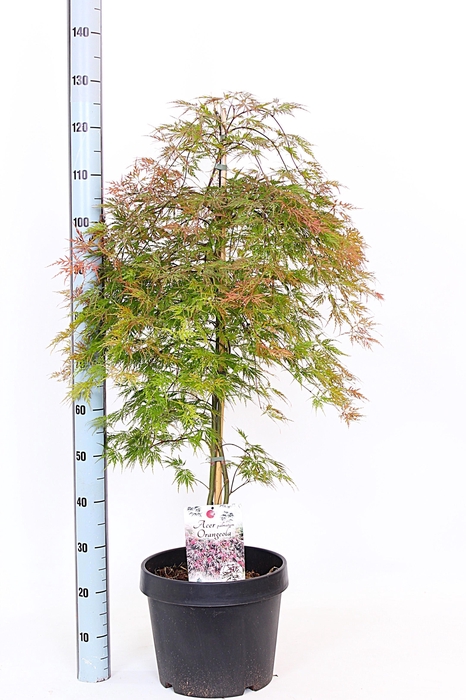 <h4>ACER OV</h4>