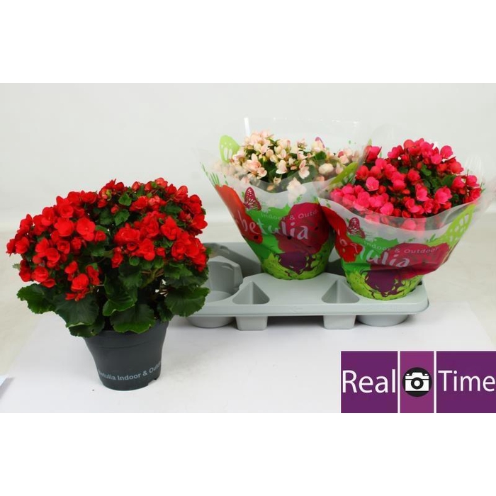 <h4>BEG EN BETULIA GEM</h4>