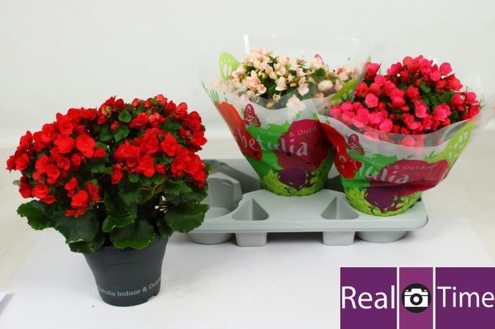 <h4>BEG EN BETULIA GEM</h4>