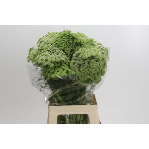 Ammi Visnaga