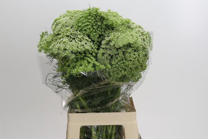 <h4>Ammi Visnaga</h4>