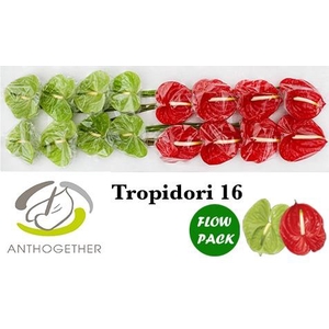 Anthurium Tropidori