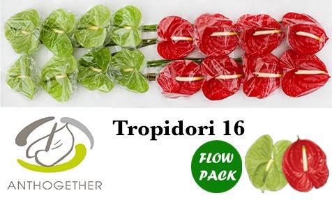 <h4>Anthurium Tropidori</h4>