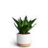 SANSEVIERIA TRIFASCIATA P10 WB WHITE