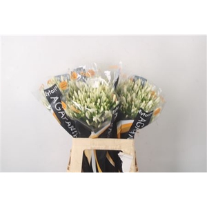 Agapanthus Eyfori White