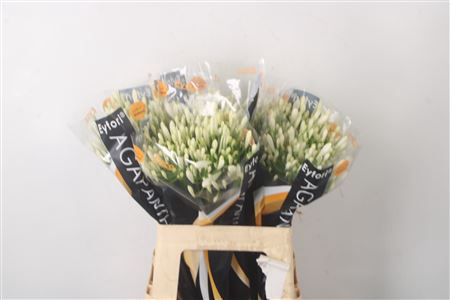 <h4>Agapanthus Eyfori White</h4>