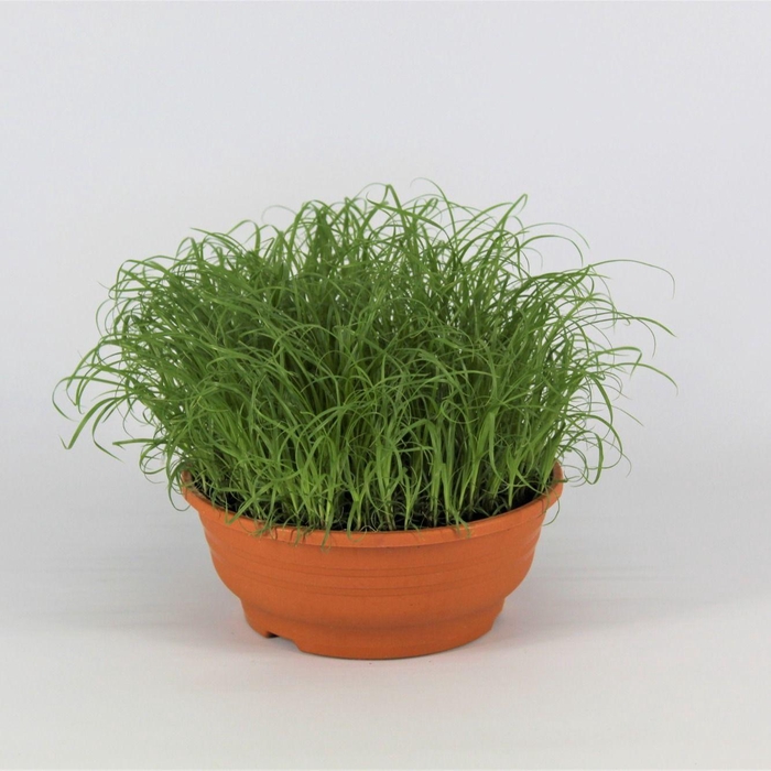 <h4>Cyperus alternifolius Zumula schaaltje de luxe</h4>