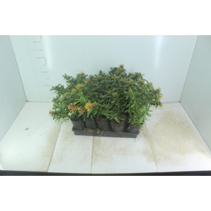 IXORA MINI AMARELO SAQ 30