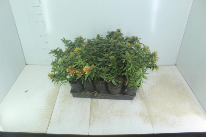 <h4>IXORA MINI AMARELO SAQ 30</h4>